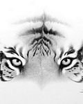 pic for tiger eyes